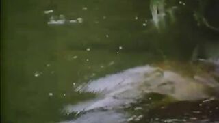 【香港三级】撞够本 钟楚虹激情出演]